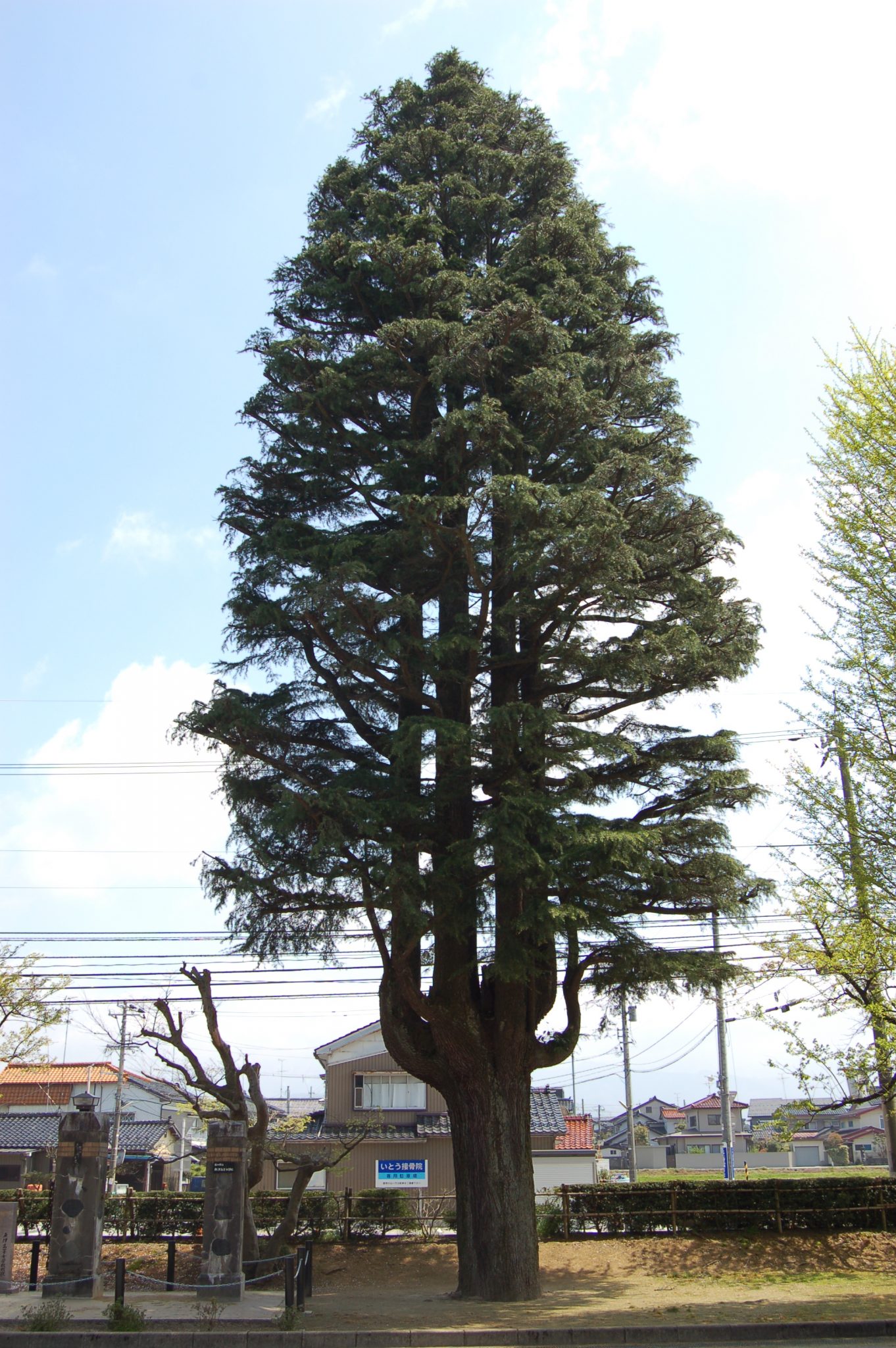 樹齢100年を超えるヒマラヤ杉のイメージ